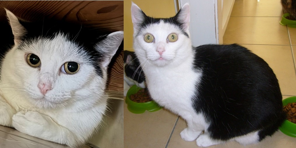 SINA, Katze, 2020 – Bild 2