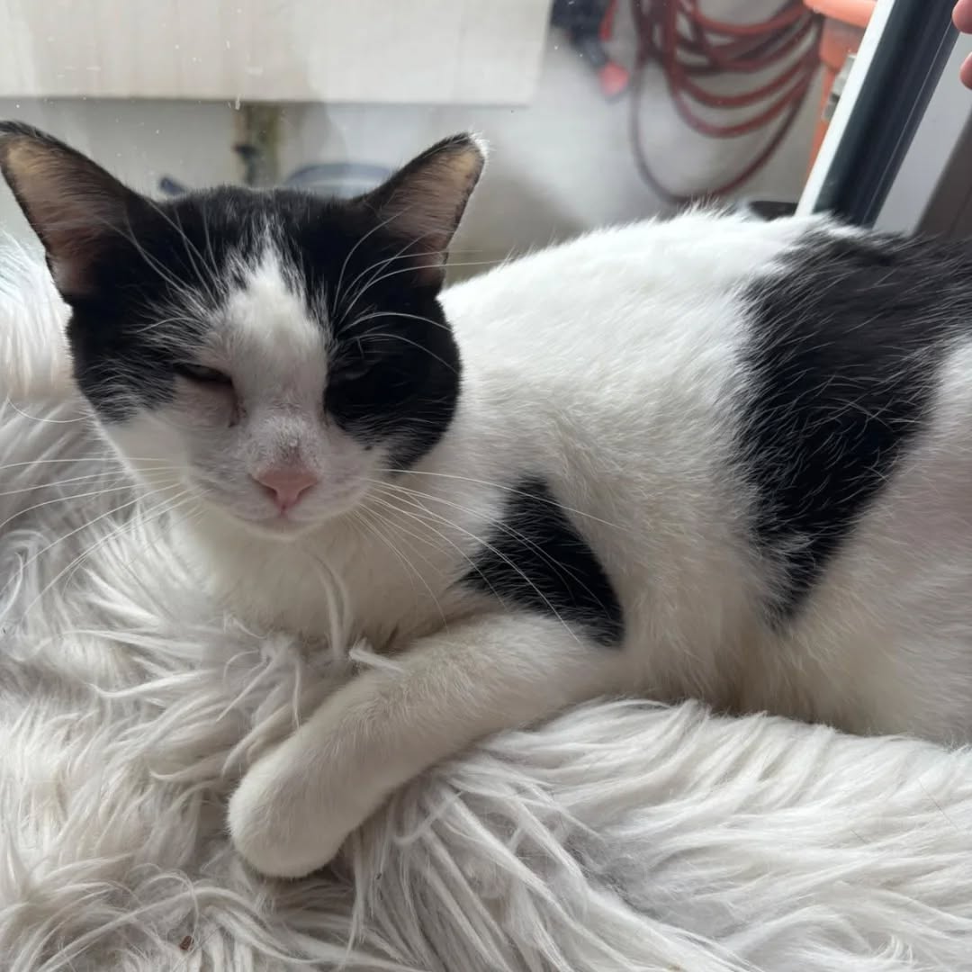 FABI, Katze, 07/2023, Freigang – Bild 5