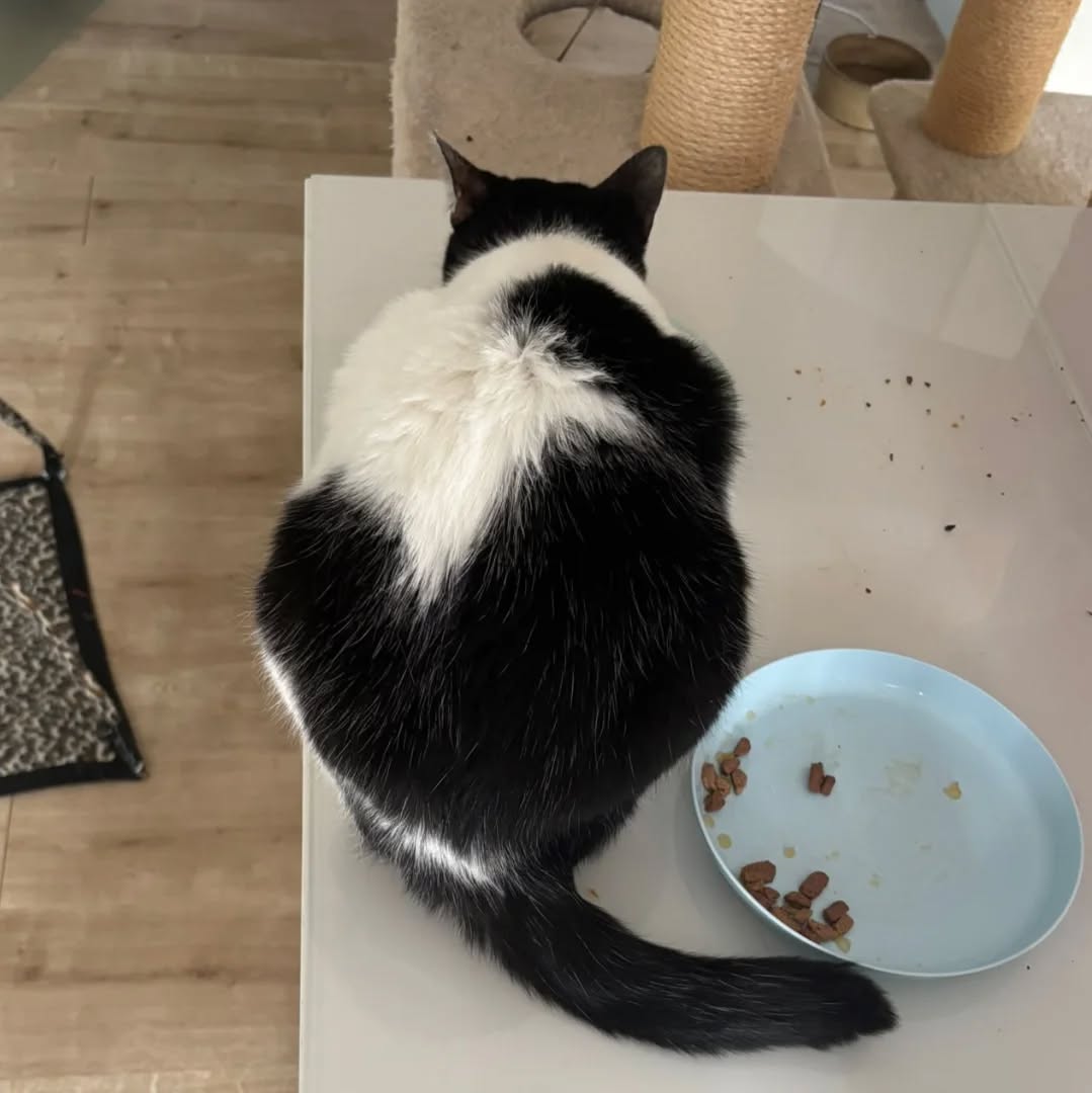 FABI, Katze, 07/2023, Freigang – Bild 4