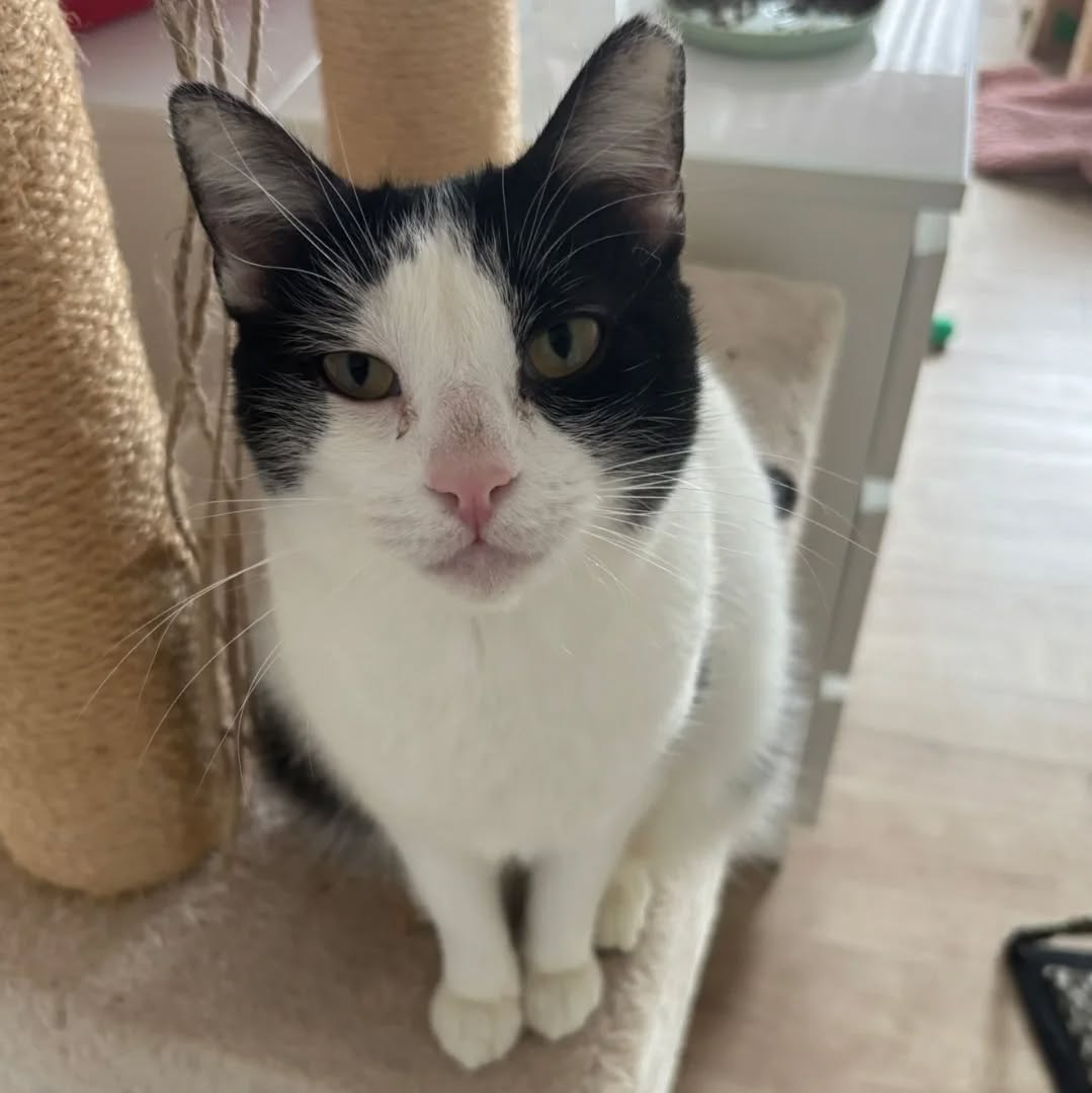 FABI, Katze, 07/2023, Freigang