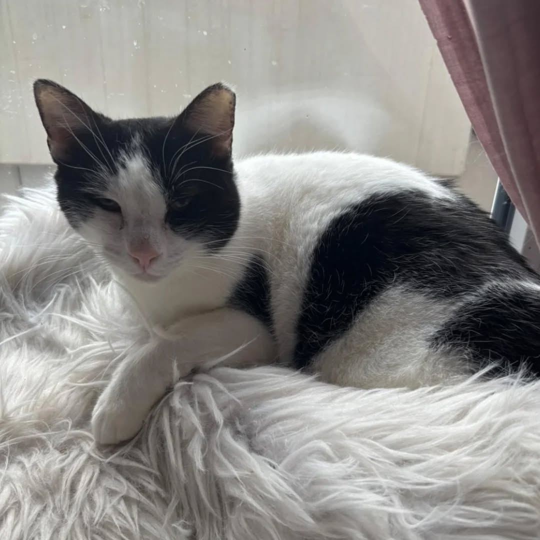 FABI, Katze, 07/2023, Freigang – Bild 2