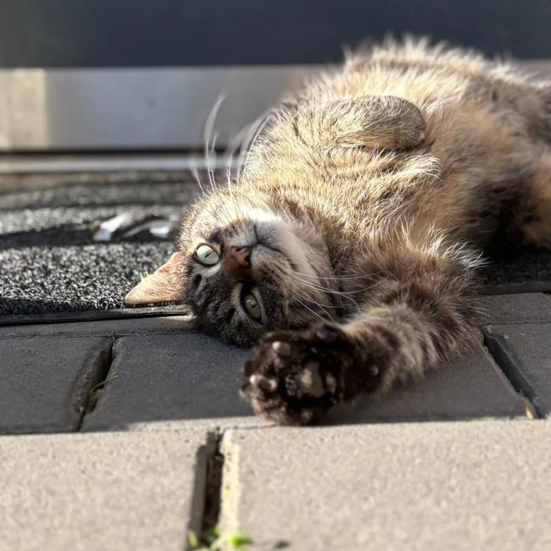 MÄUSELE, Katze, 2018, Freigang – Bild 4