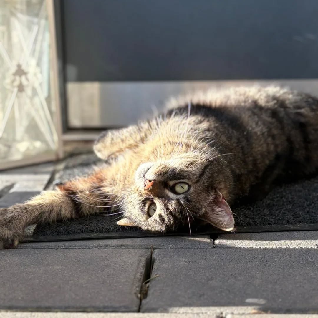 MÄUSELE, Katze, 2018, Freigang – Bild 3