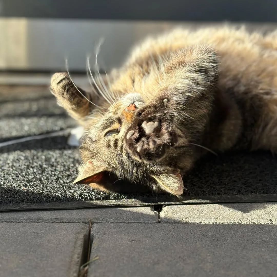 MÄUSELE, Katze, 2018, Freigang – Bild 2