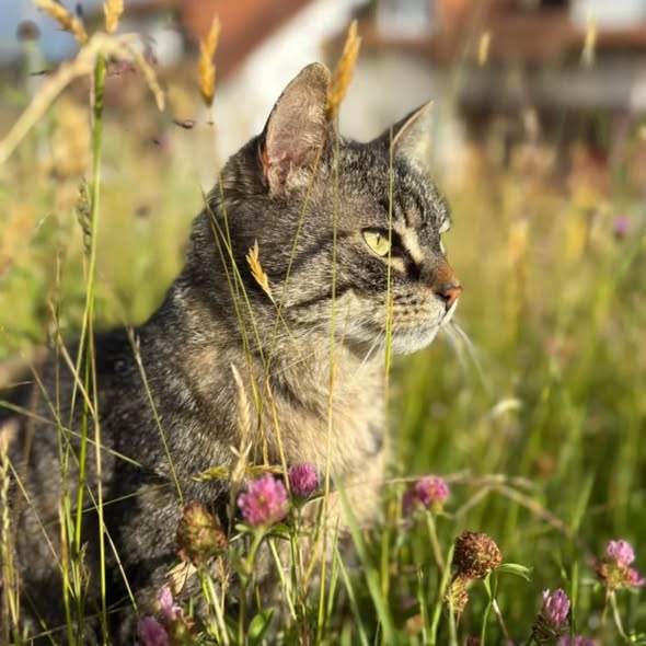 MÄUSELE, Katze, 2018, Freigang