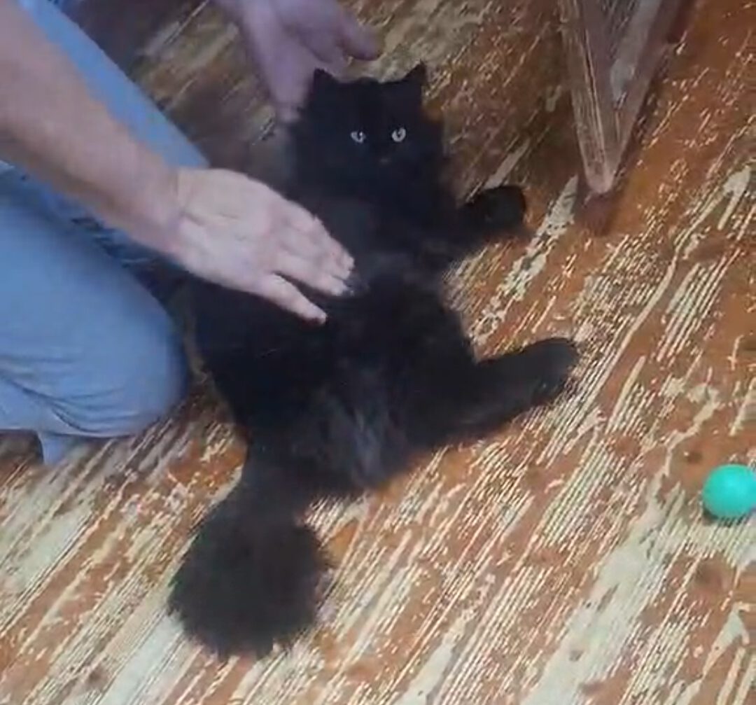 LORD, Kater, 2024/2025, Fiv positiv – Bild 3