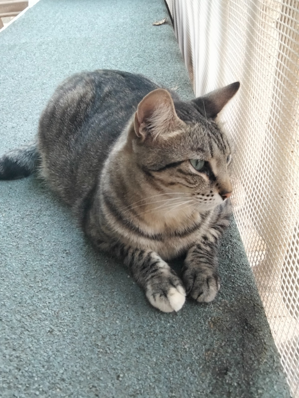 PULGA, Katze, 7/2023 – Bild 2