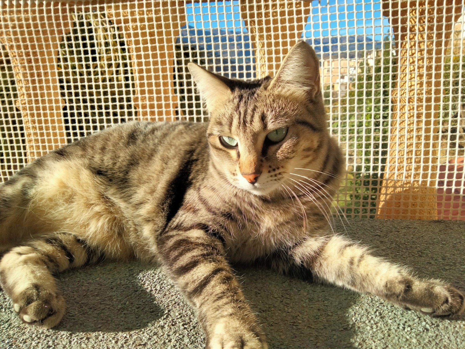 PULGA, Katze, 7/2023