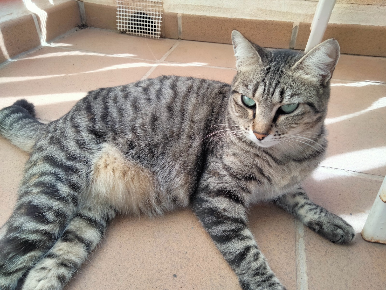 PULGA, Katze, 7/2023 – Bild 3