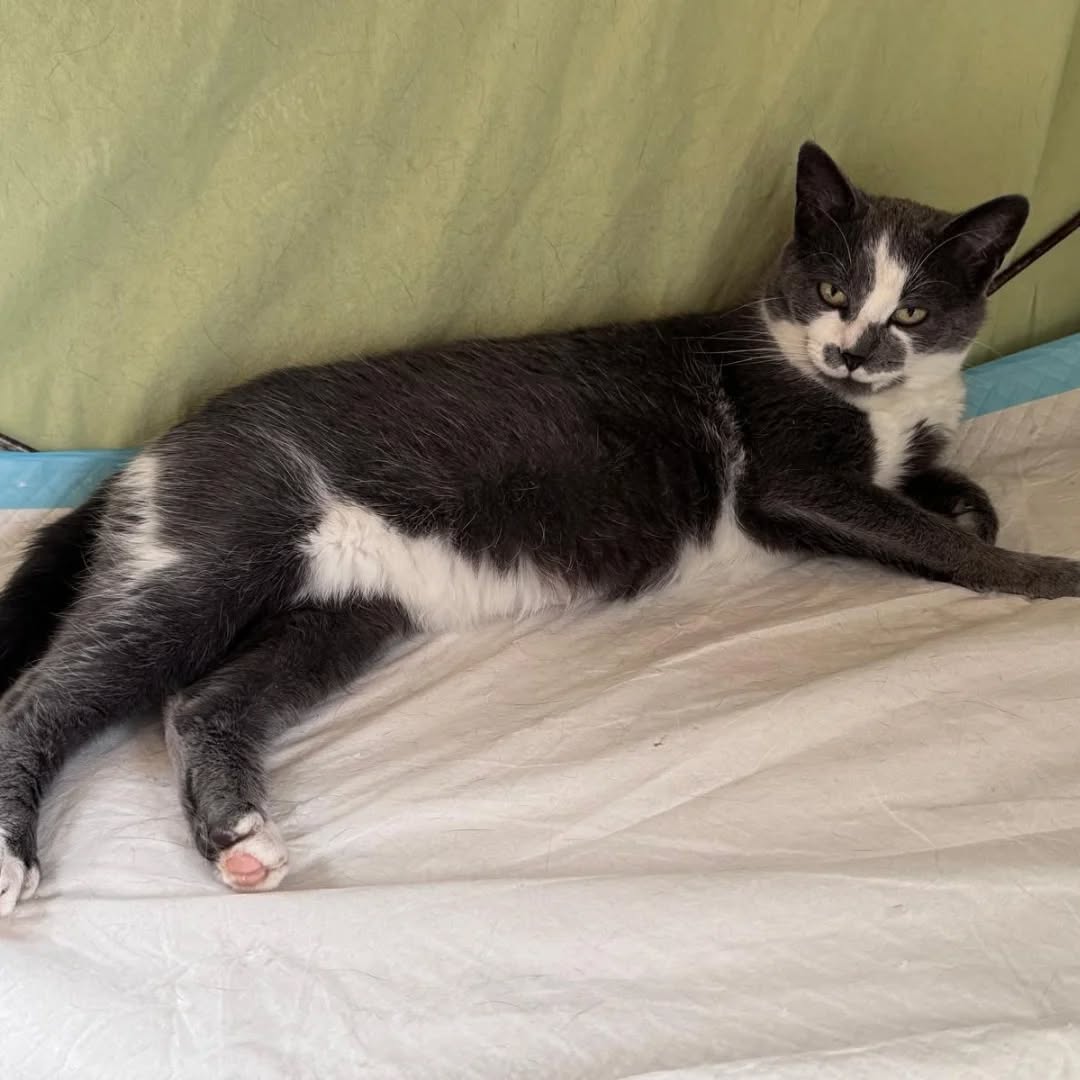 BIENE, Katze, 05/2025 – Bild 3