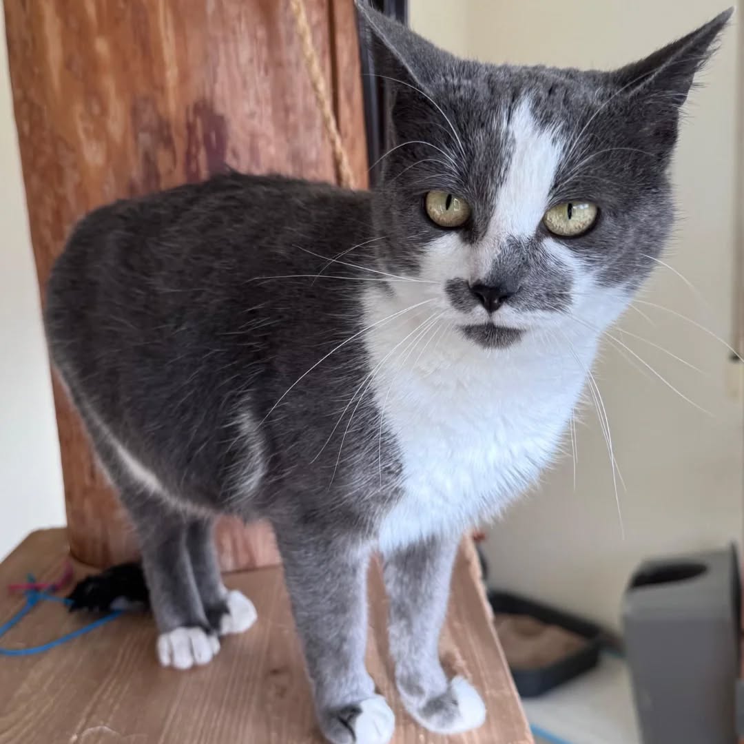 BIENE, Katze, 05/2025 – Bild 4