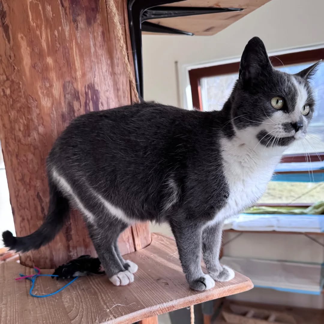 BIENE, Katze, 05/2025 – Bild 2