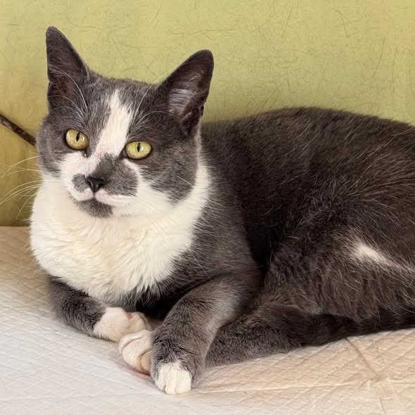 BIENE, Katze, 05/2025