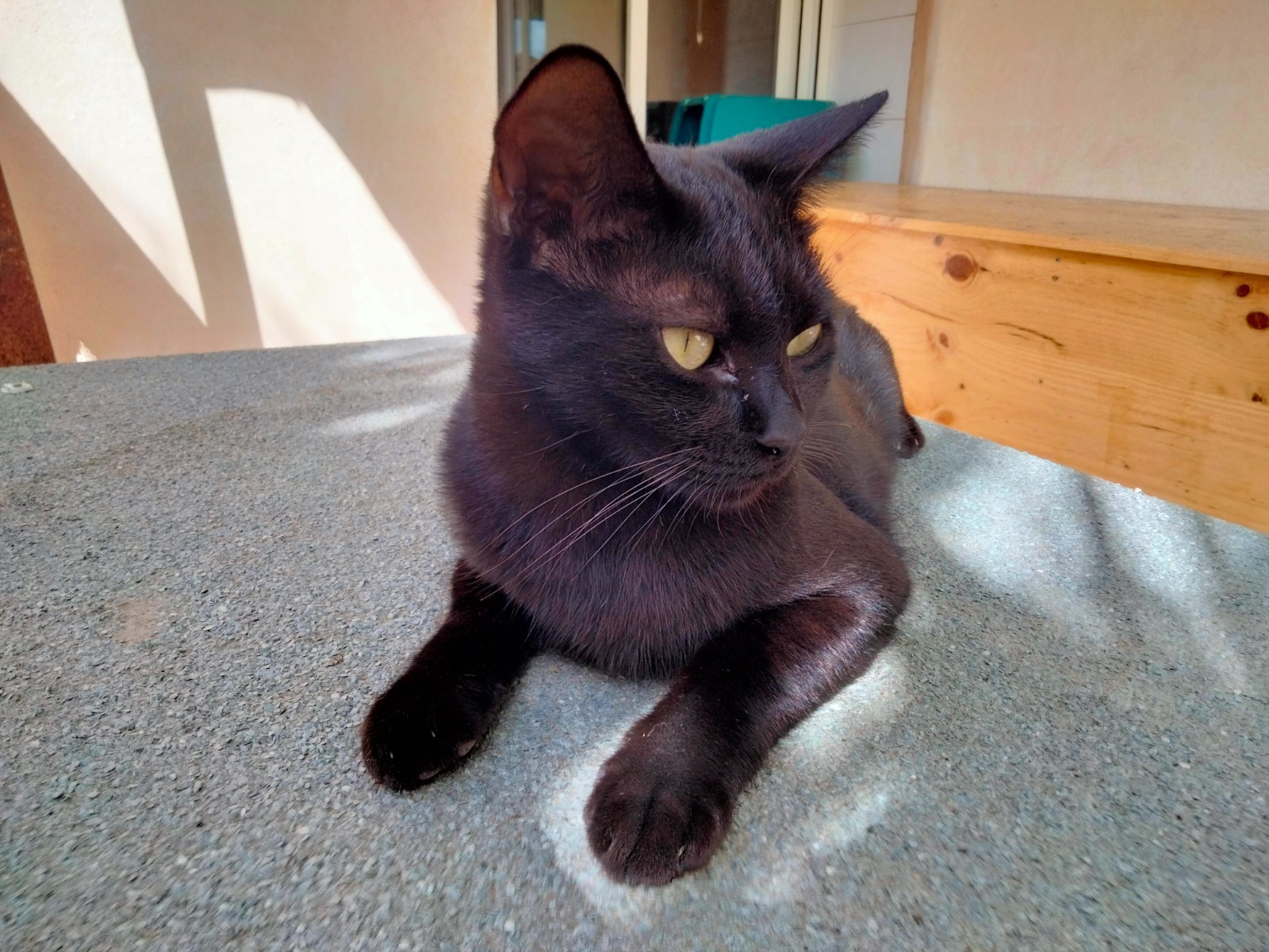 BAGHEERA, Kater, 8/2024 – Bild 4