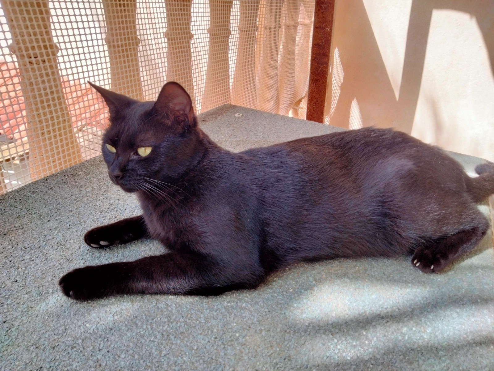 BAGHEERA, Kater, 8/2024 – Bild 2