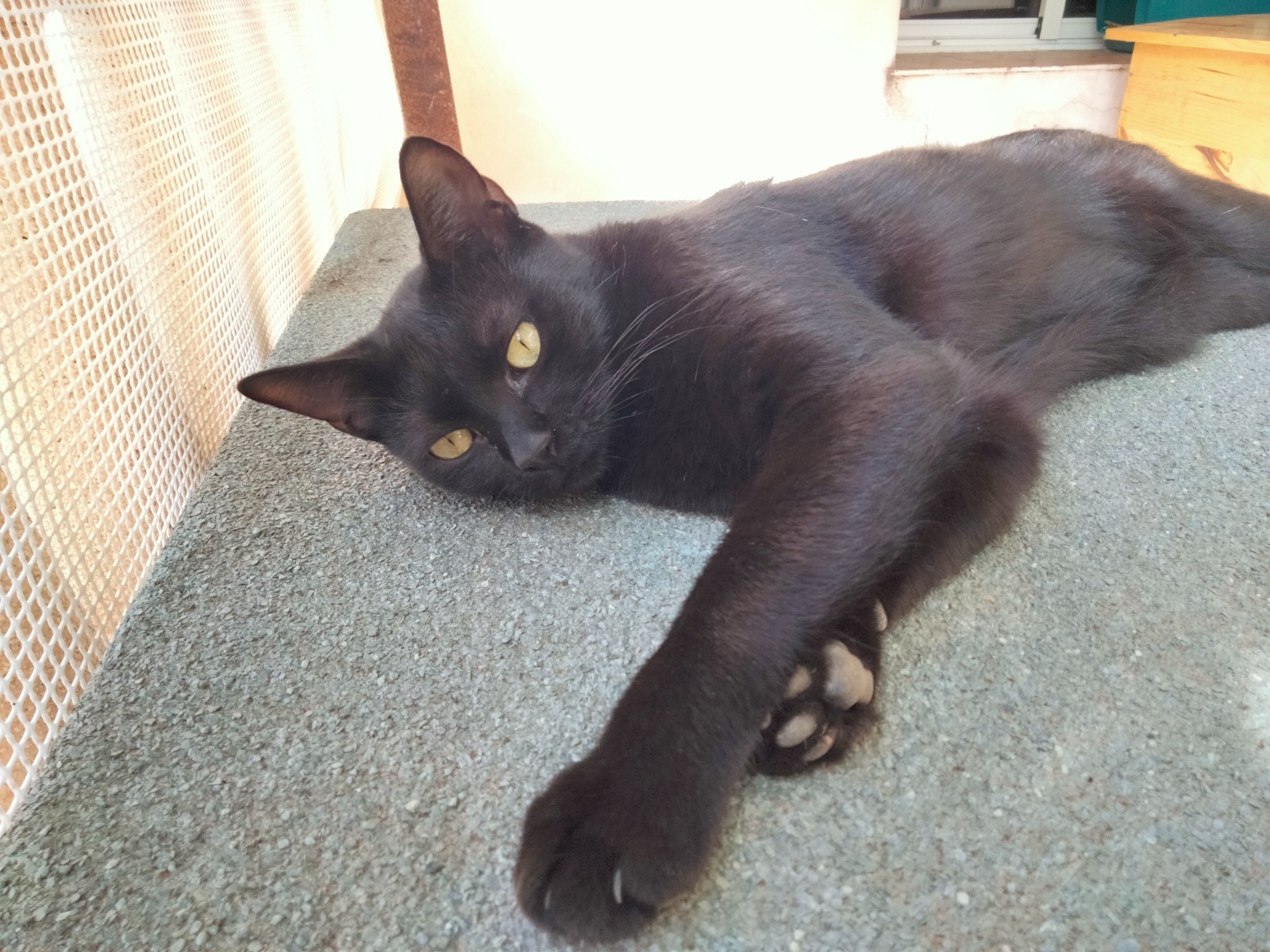 BAGHEERA, Kater, 8/2024