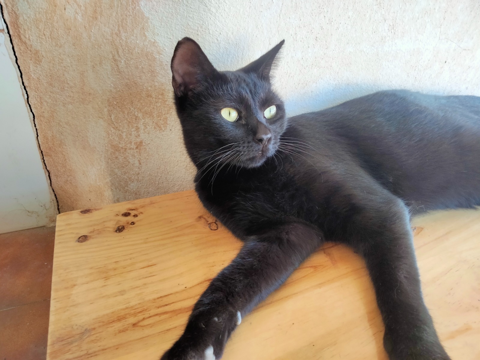 BAGHEERA, Kater, 8/2024 – Bild 3