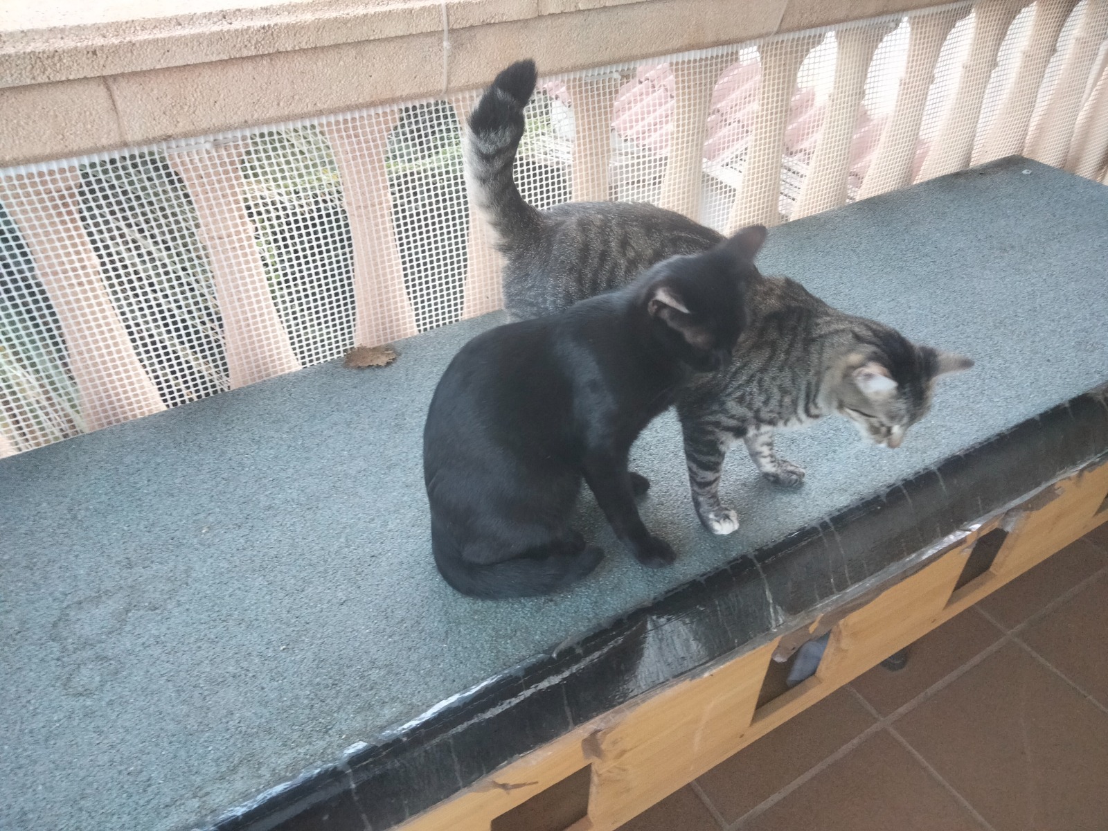 PULGA, Katze, 7/2023 – Bild 6