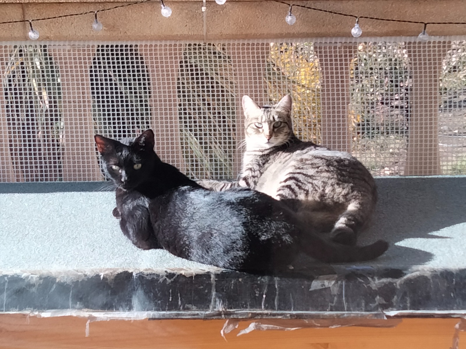 PULGA, Katze, 7/2023 – Bild 7