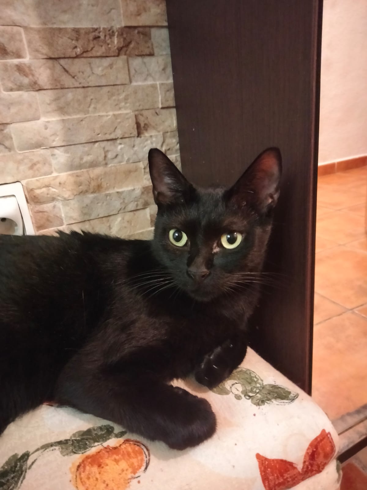 BAGHEERA, Kater, 8/2024 – Bild 9