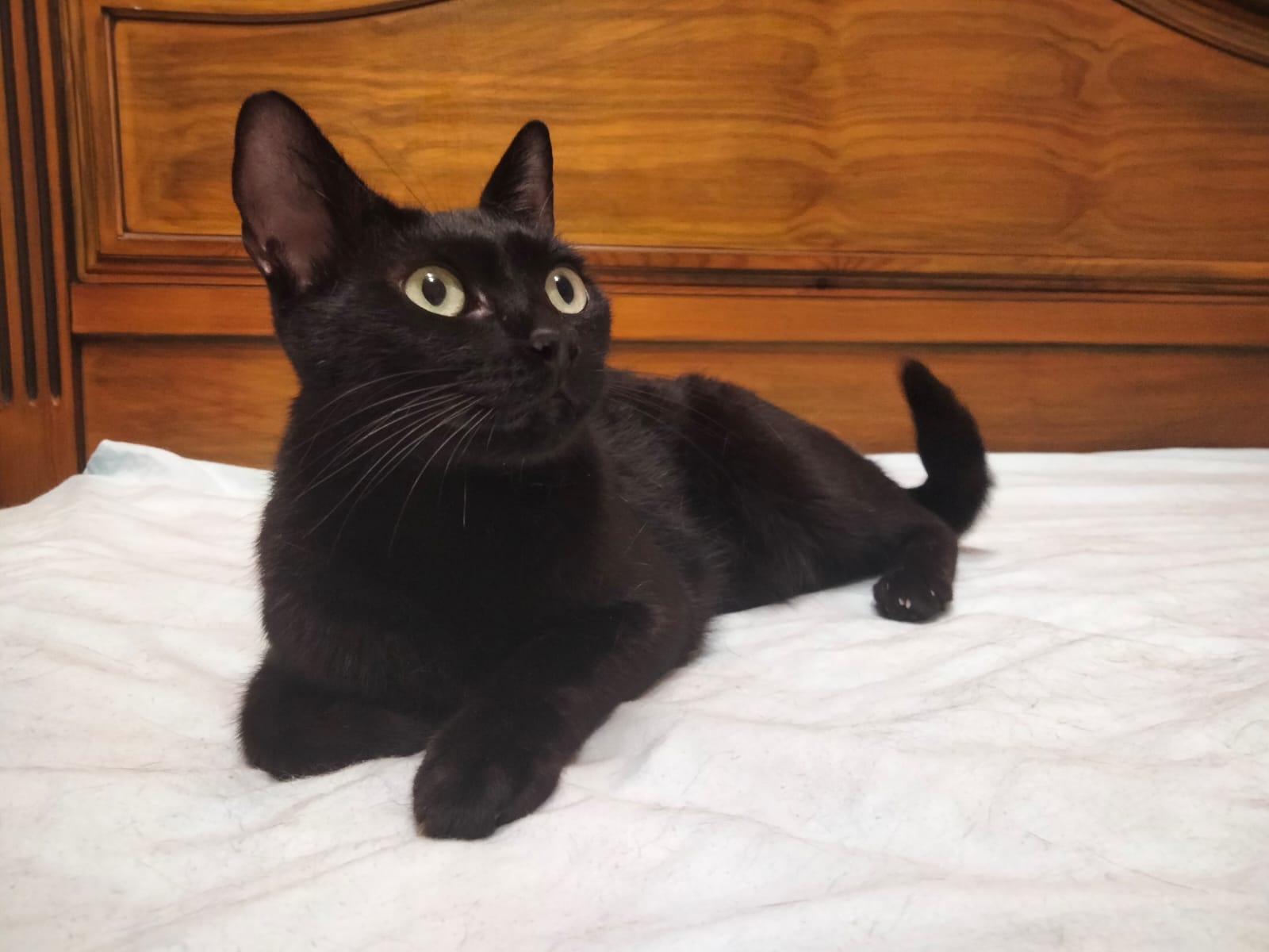 BAGHEERA, Kater, 8/2024 – Bild 8