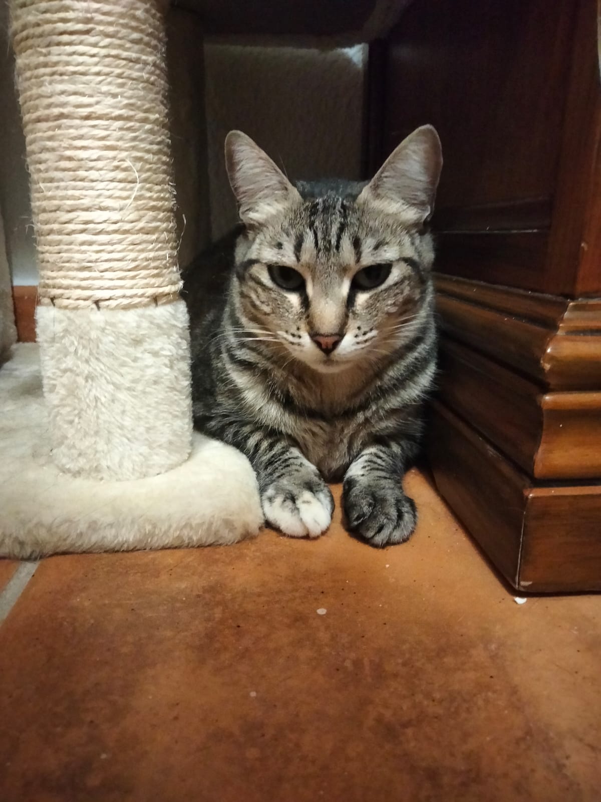 PULGA, Katze, 7/2023 – Bild 8