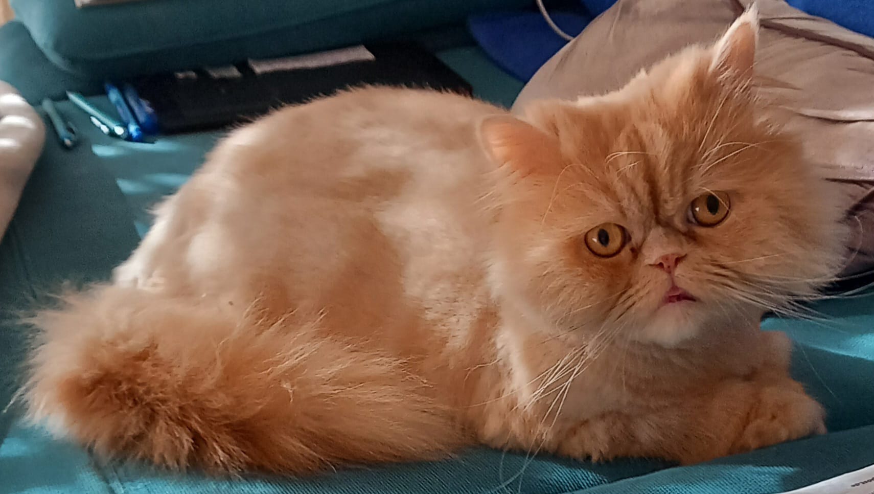 TOM, Kater, 2021, Wohnungshaltung – Bild 3