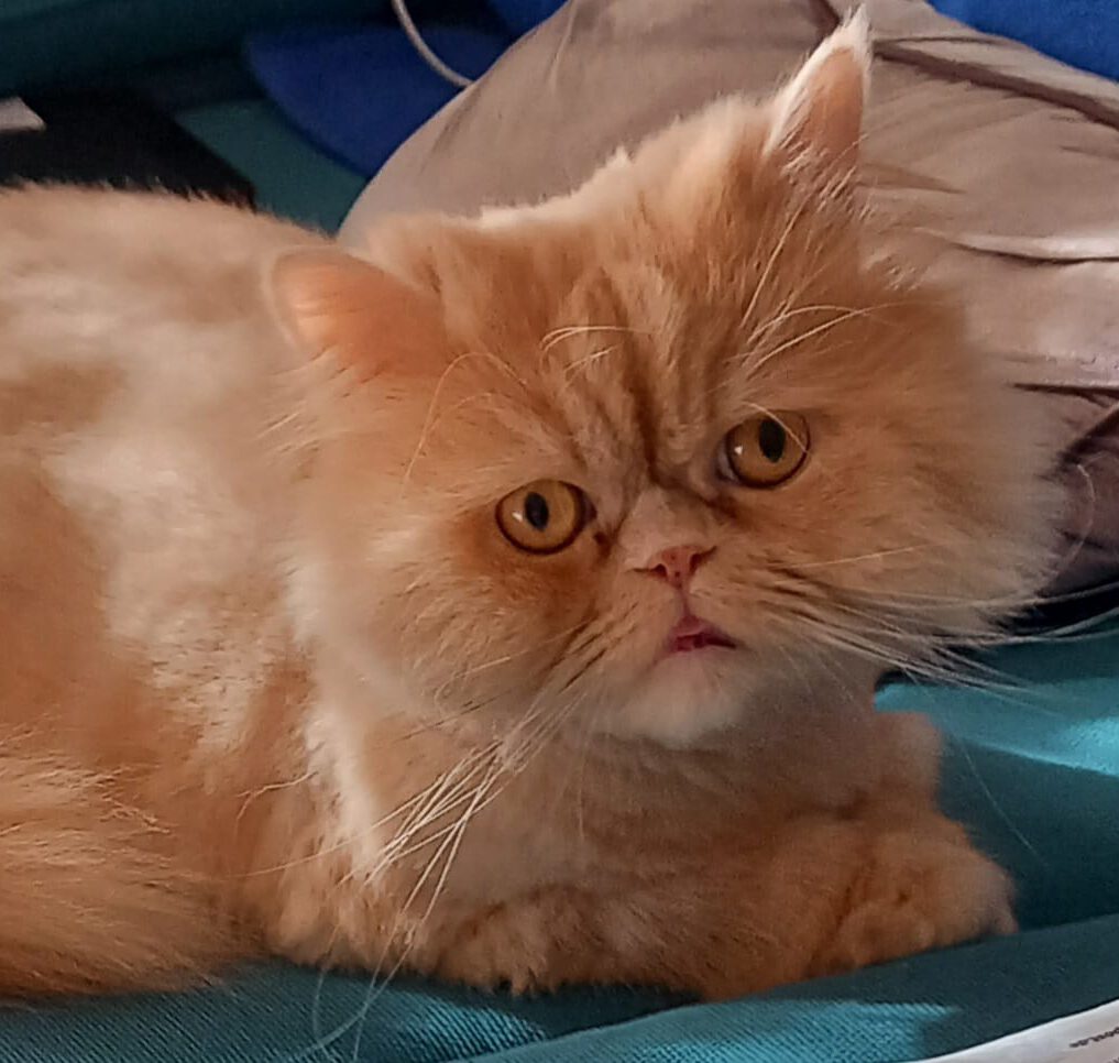 TOM, Kater, 2021, Wohnungshaltung