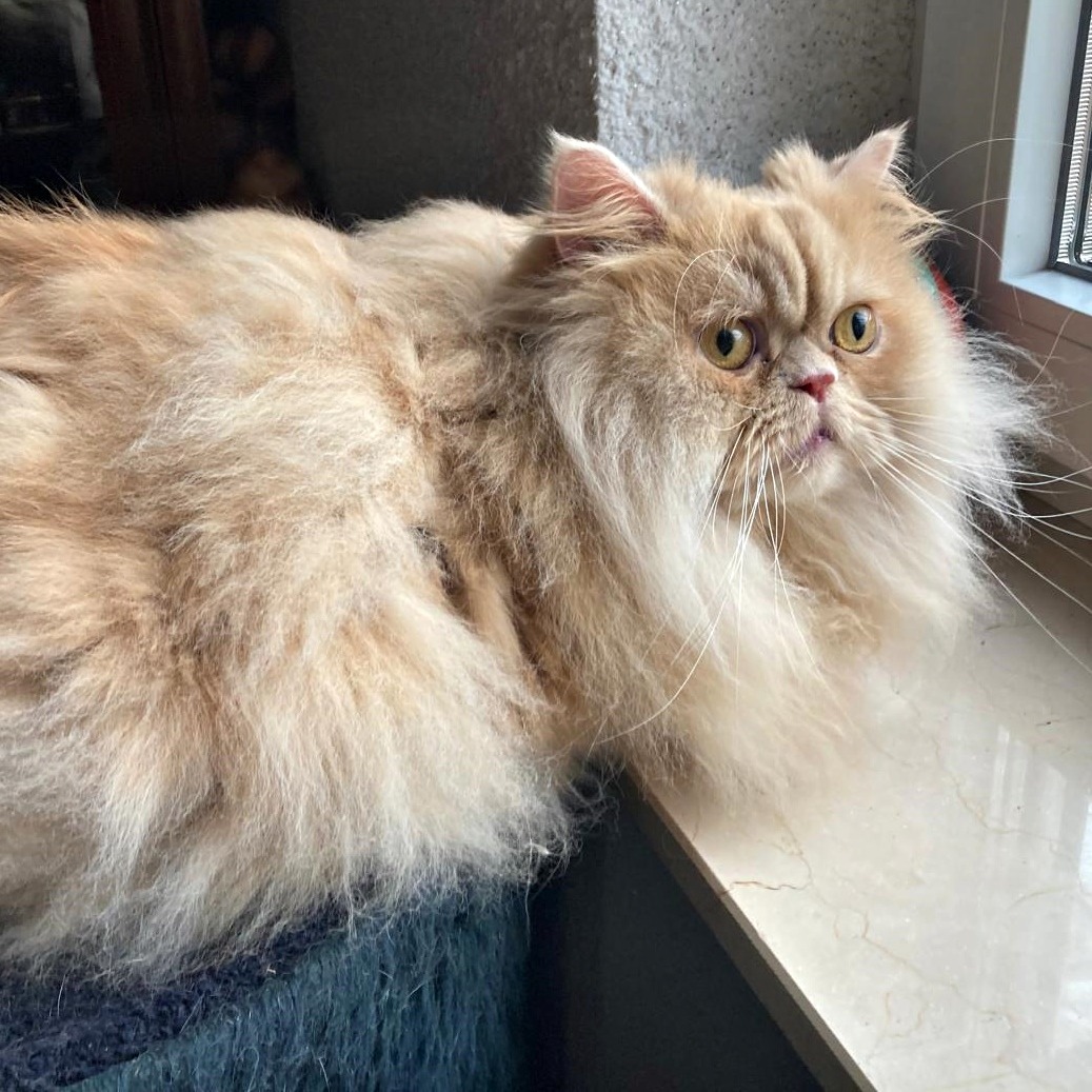 TOM, Kater, 2021, Wohnungshaltung – Bild 2