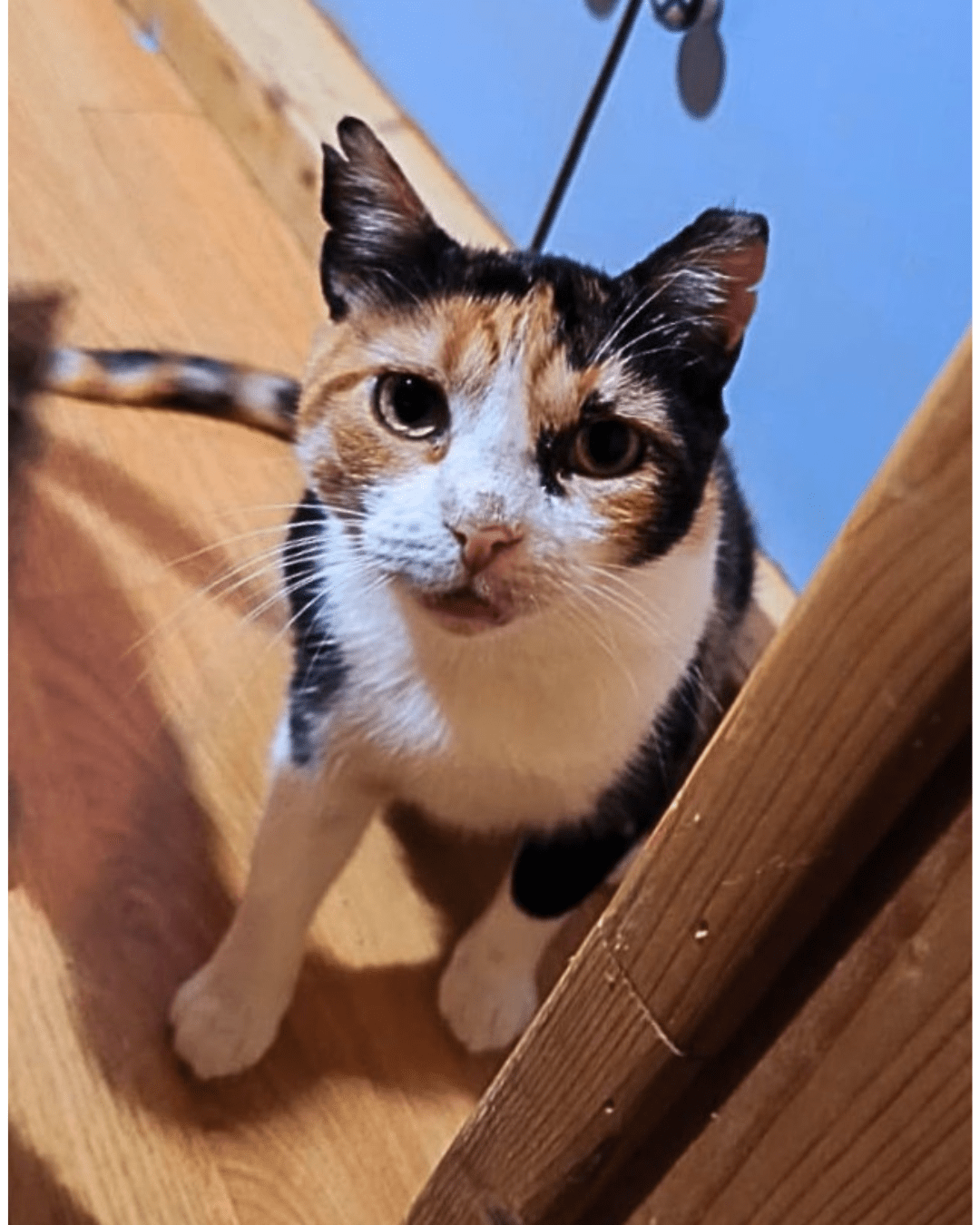 LINDA, Katze, 2021