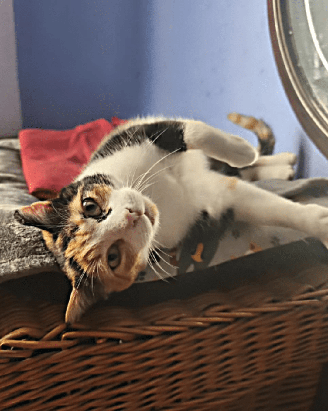 LINDA, Katze, 2021 – Bild 6
