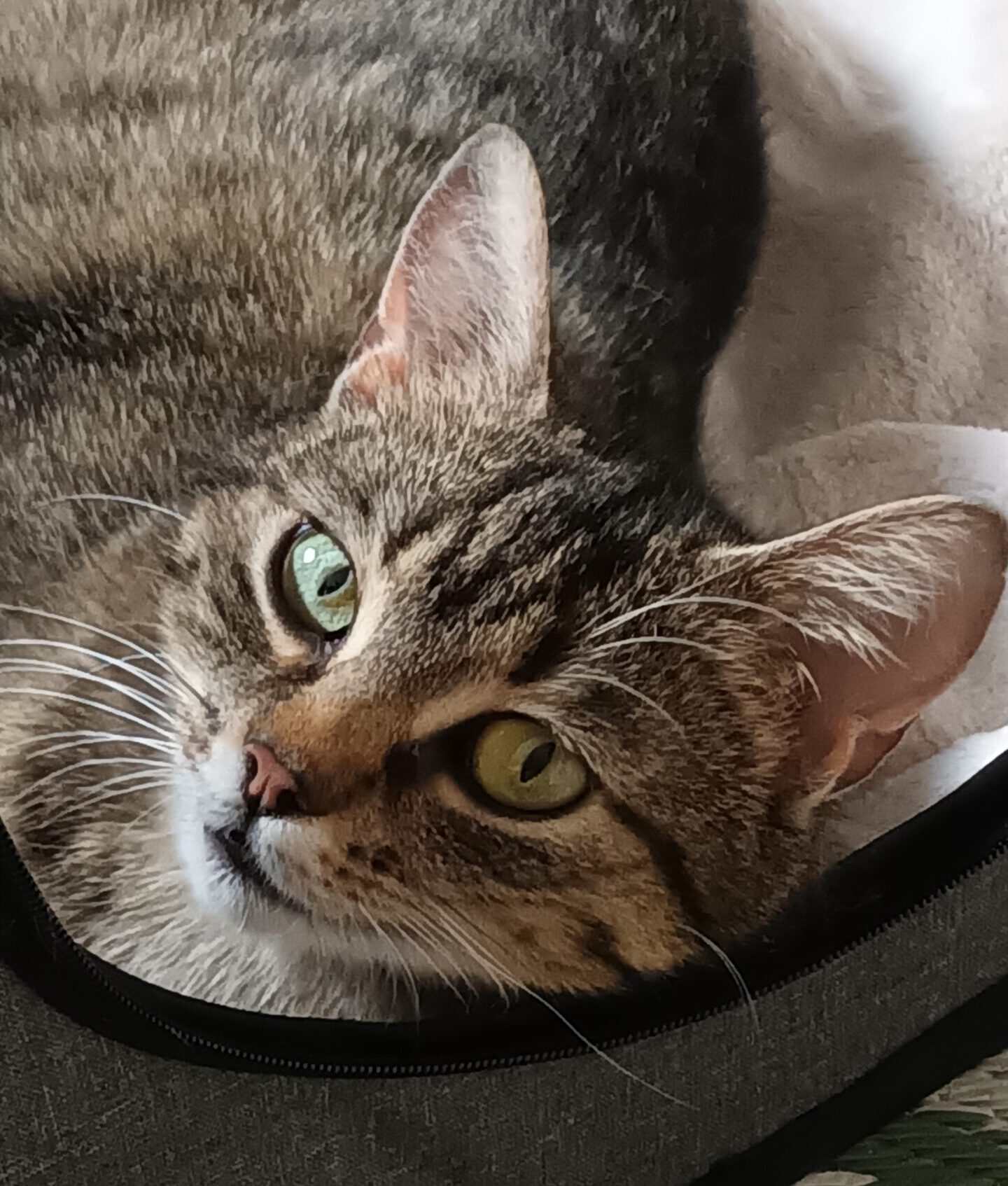 ARUBA, Katze, 10/2024, Freigang