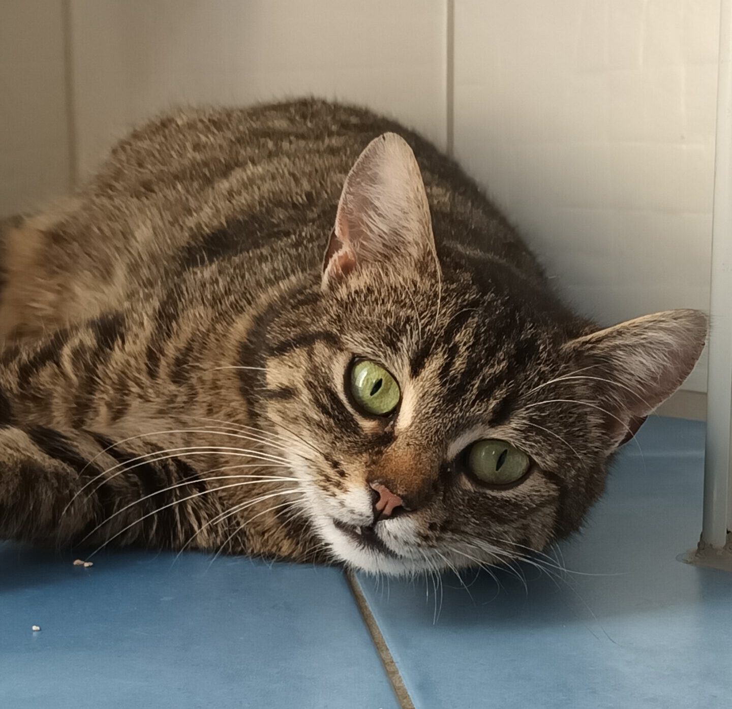 ARUBA, Katze, 10/2024, Freigang – Bild 3
