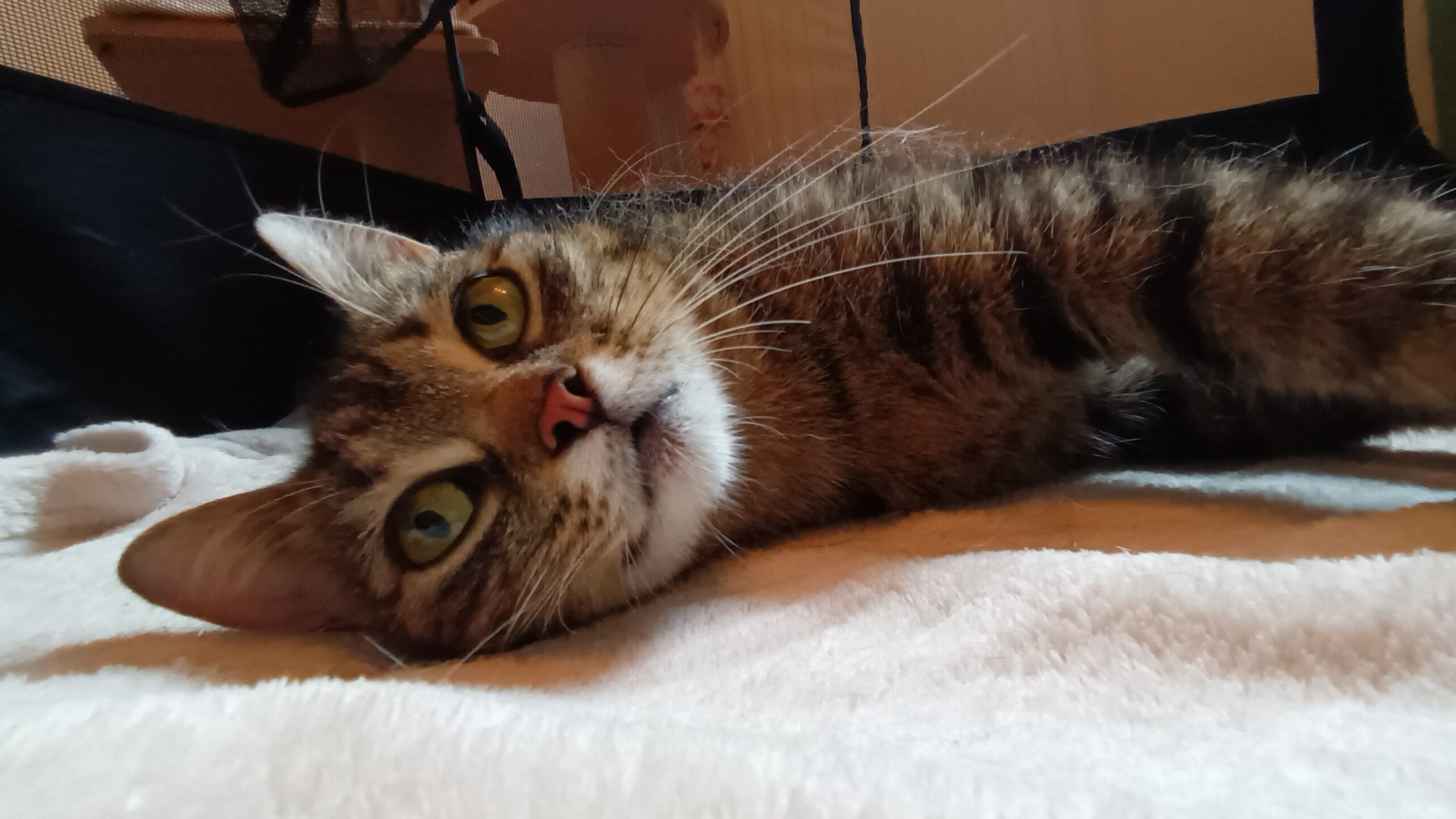 ARUBA, Katze, 10/2024, Freigang – Bild 5
