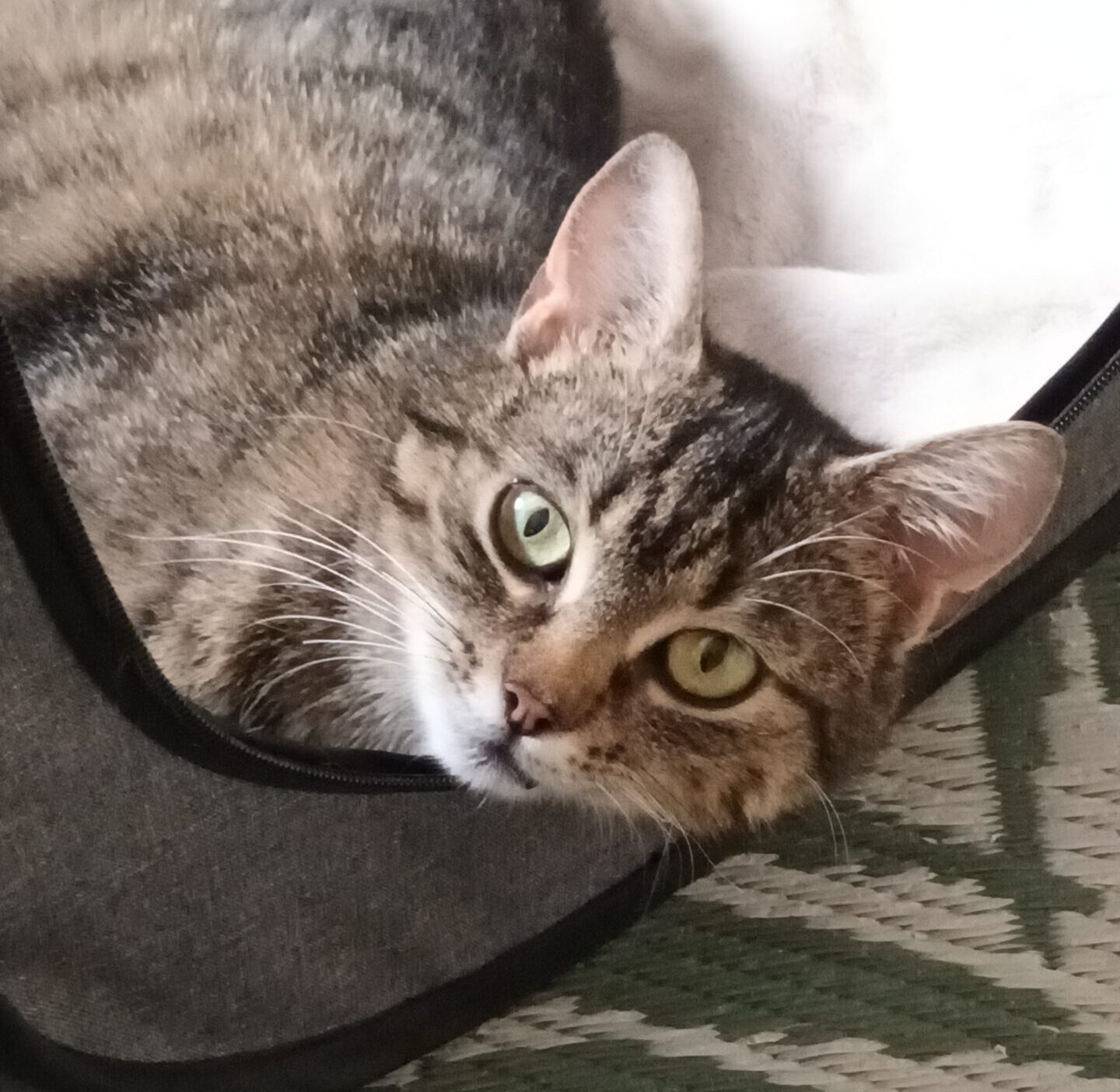 ARUBA, Katze, 10/2024, Freigang – Bild 7