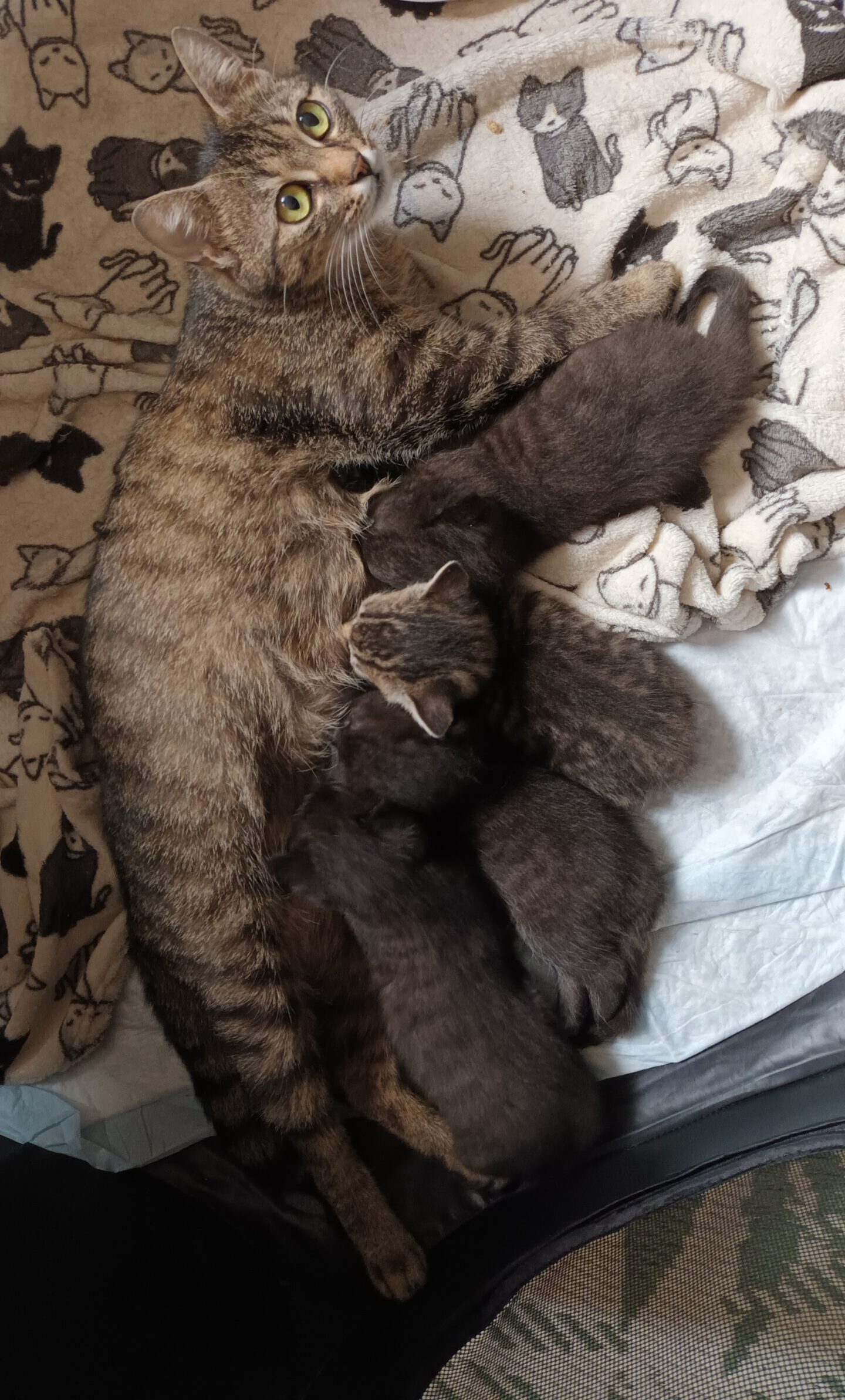 ARUBA, Katze, 10/2024, Freigang – Bild 4