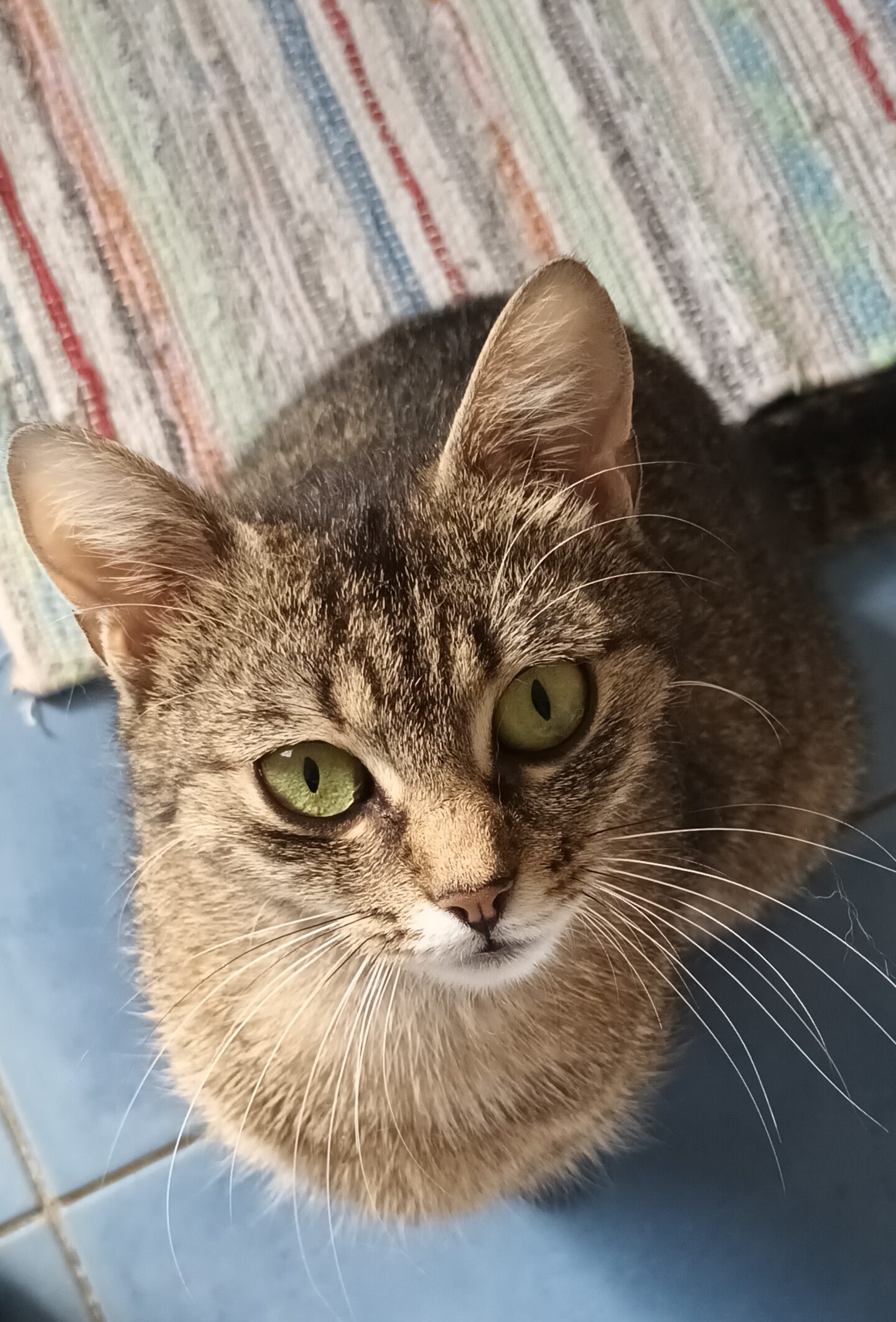 ARUBA, Katze, 10/2024, Freigang – Bild 6