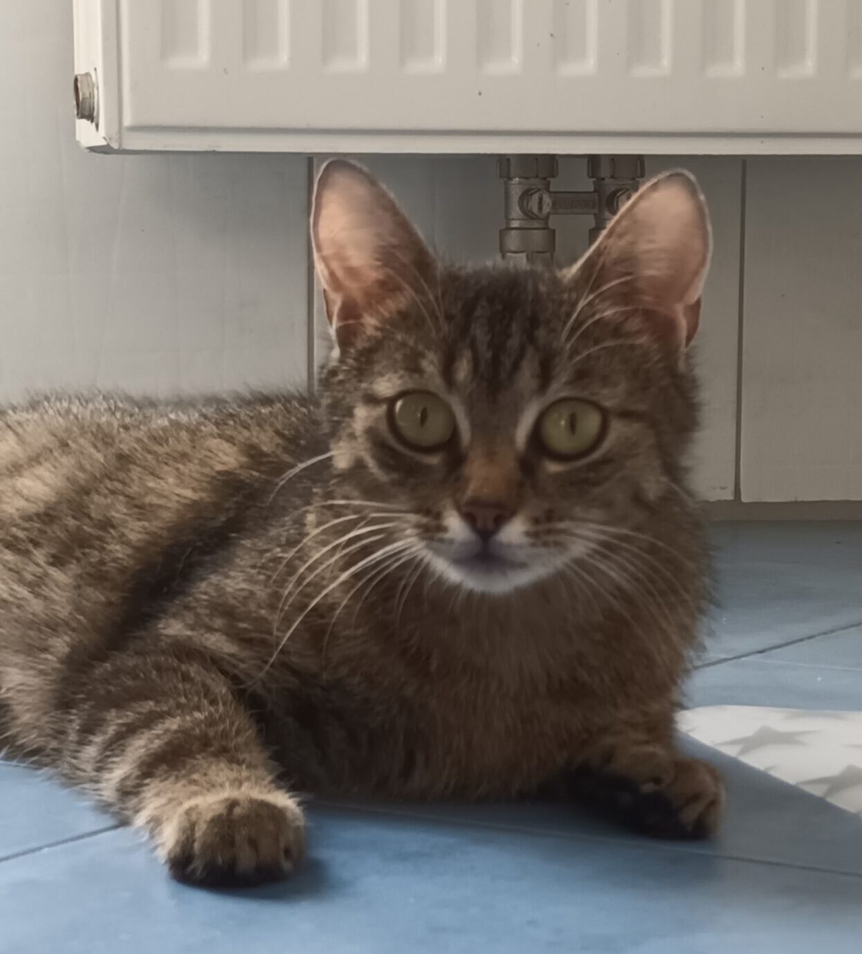 ARUBA, Katze, 10/2024, Freigang – Bild 8