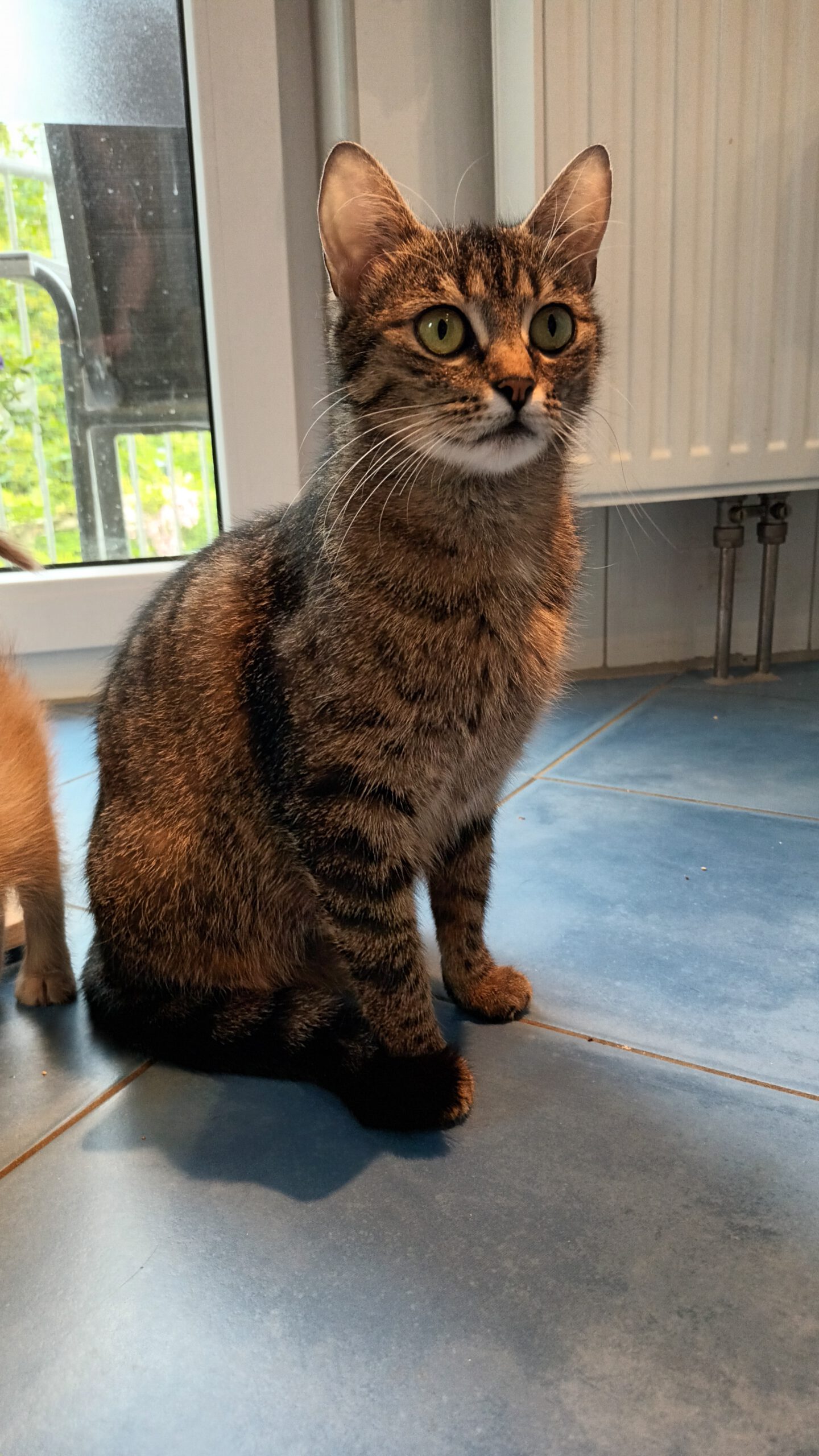 ARUBA, Katze, 10/2024, Freigang – Bild 2