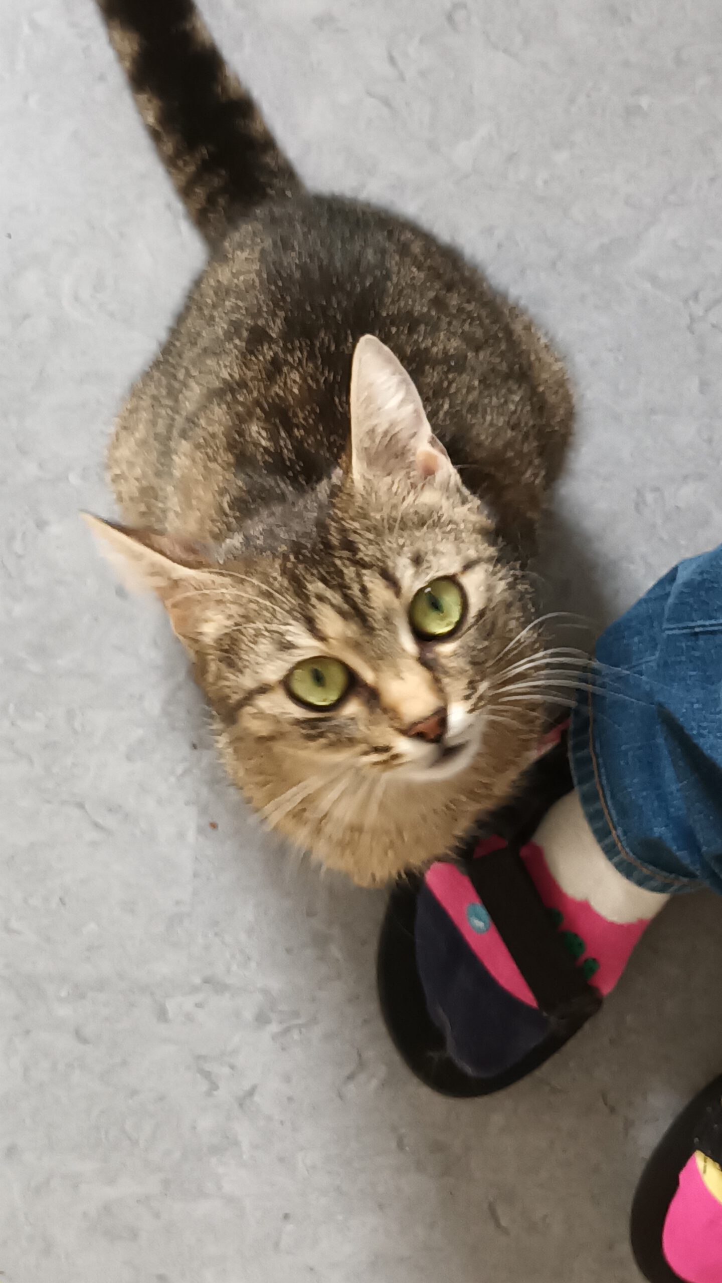 ARUBA, Katze, 10/2024, Freigang – Bild 8