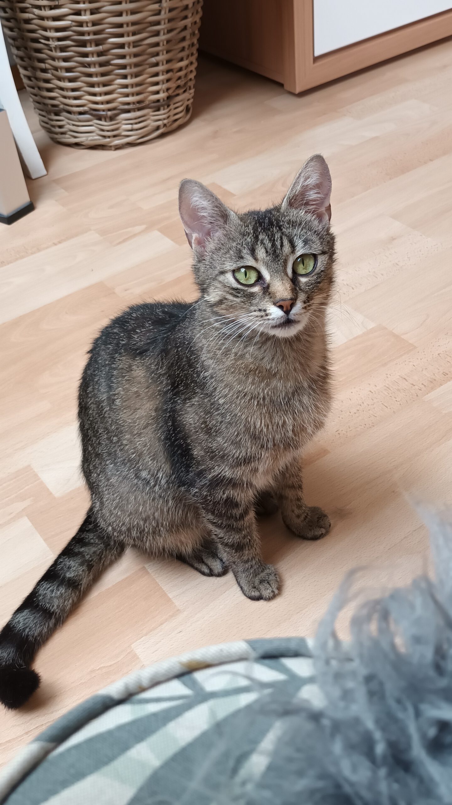 ARUBA, Katze, 10/2024, Freigang – Bild 7