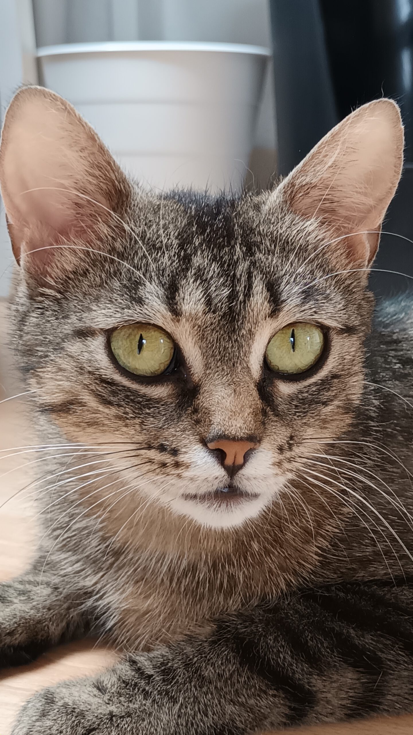ARUBA, Katze, 10/2024, Freigang – Bild 5