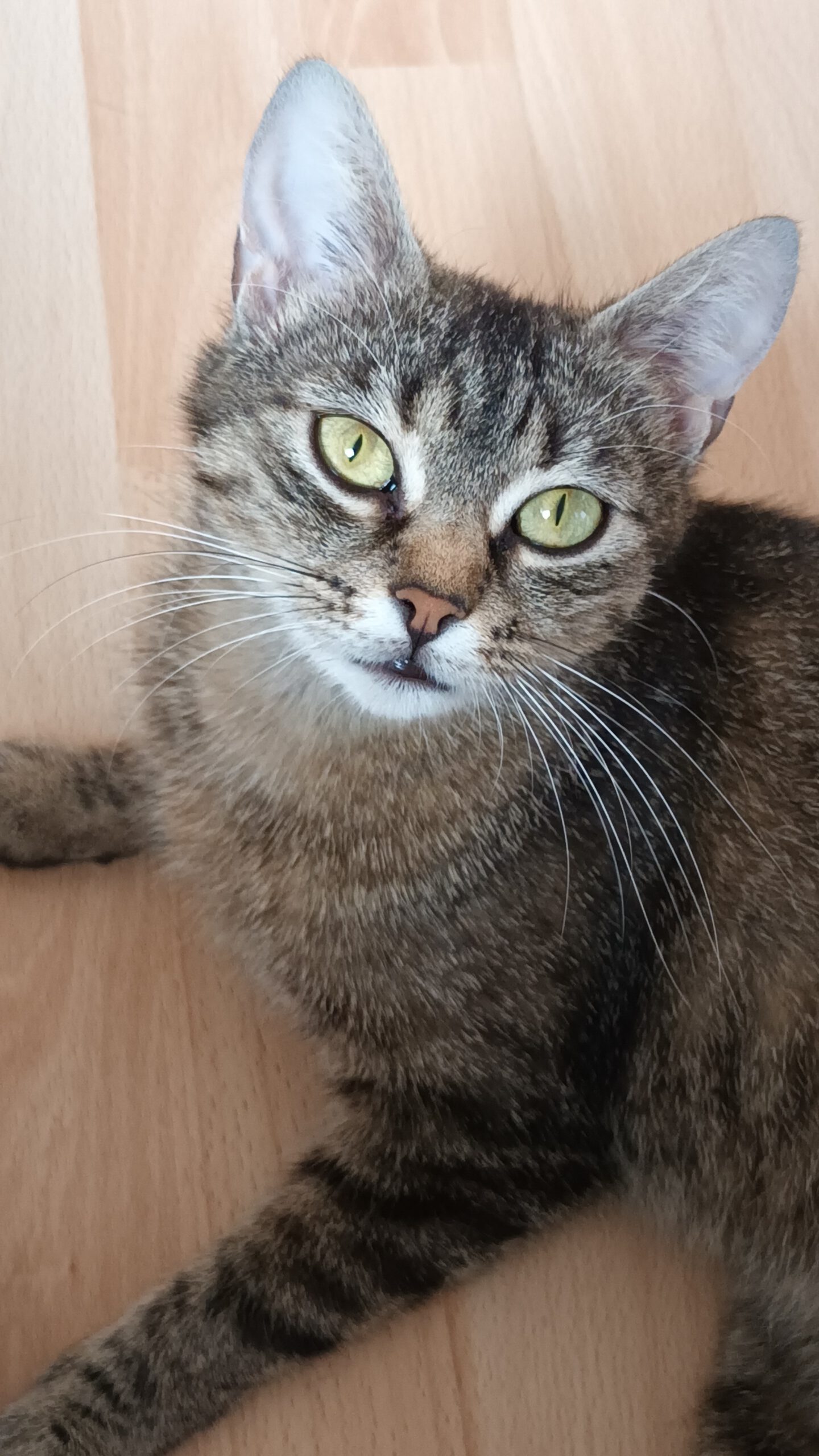 ARUBA, Katze, 10/2024, Freigang – Bild 6
