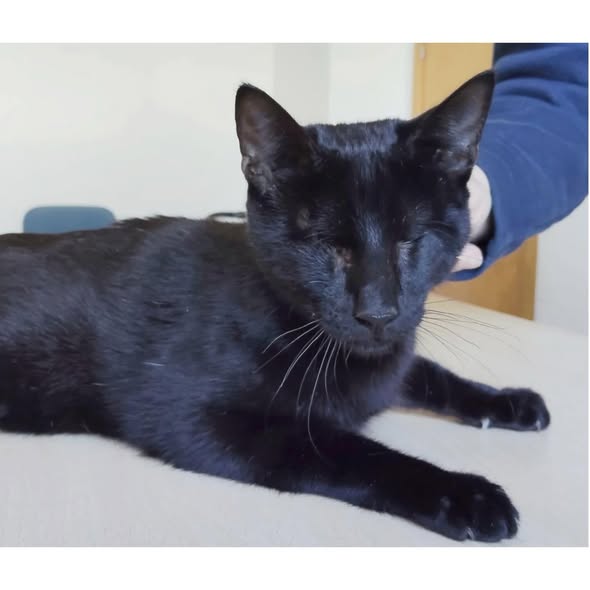 CARLO, Kater, 04/2025, blind – Bild 2