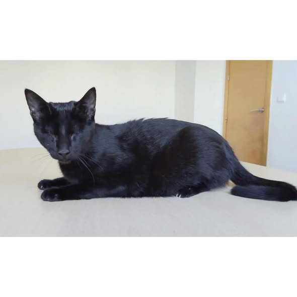 CARLO, Kater, 04/2025, blind – Bild 3