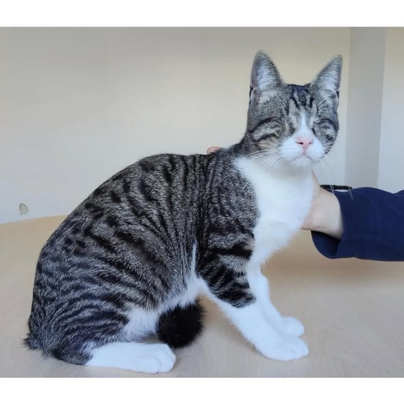 CEDRIC, Kater, 04/2025, blind – Bild 2