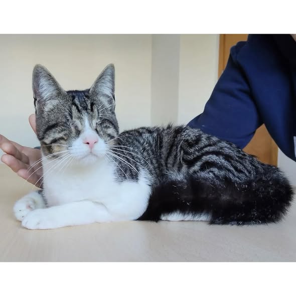 CEDRIC, Kater, 04/2025, blind – Bild 3