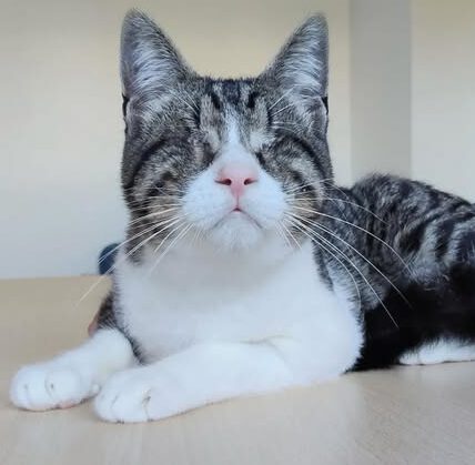 CEDRIC, Kater, 04/2025, blind