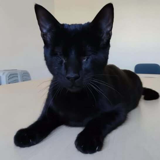 CARLO, Kater, 04/2025, blind