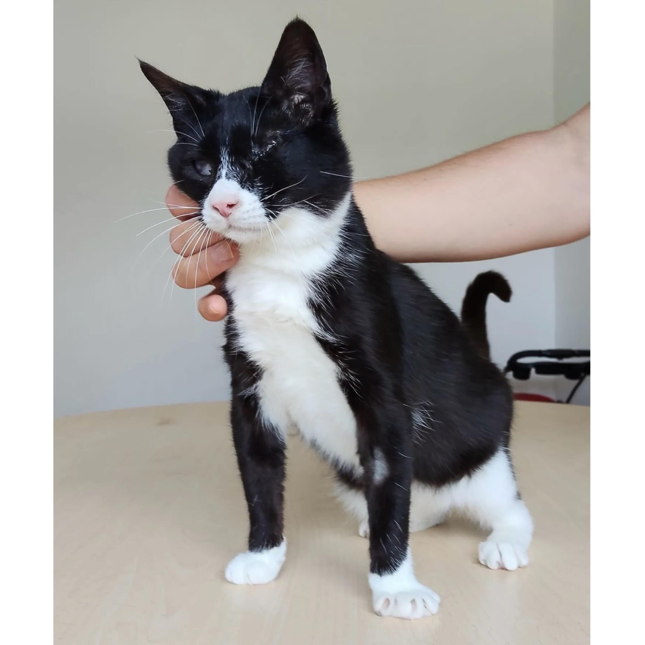 NEVO, Kater, 04/2025, blind – Bild 3